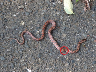 Bkn459 散歩の道にジムグリの幼蛇